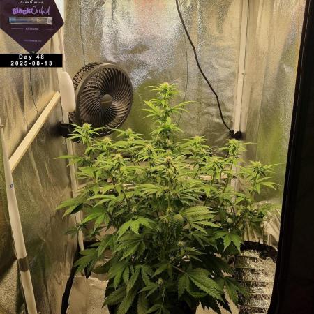 My Zoe Report - Black Orchid Auto #3