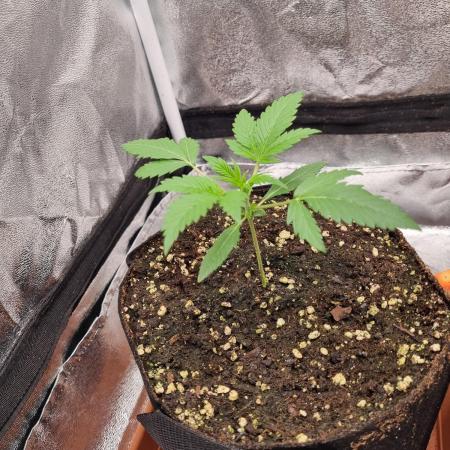 Purple Haze Auto #14 #02