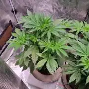 GodFeather OG F1 Auto (First) #17 #02