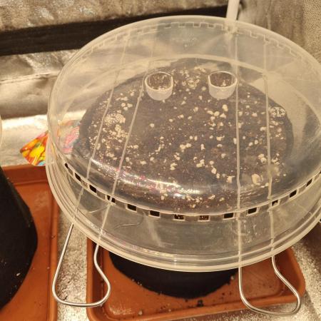 Purple Haze Auto #13 #01