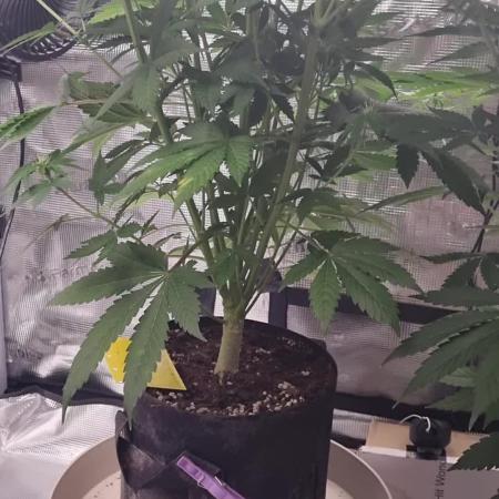 GodFeather OG F1 Auto (First) #17 #02