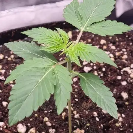 My Zoe Runtz F1 Hybrid Auto (Zamnesia)
