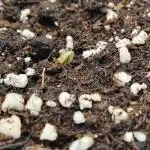 My Zoe Purple Queen Automatic (RQS)