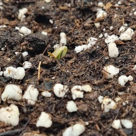 My Zoe Purple Queen Automatic (RQS)