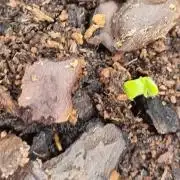 GodFeather OG F1 Auto (First) #19 #04