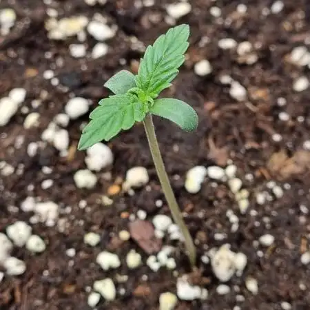 My Zoe Runtz F1 Hybrid Auto (Zamnesia)