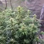 My Zoe Runtz F1 Hybrid Auto (Zamnesia)