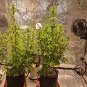 Purple Haze Auto #13 #01