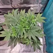 GodFeather OG F1 Auto (First) #16 #01