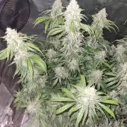 GodFeather OG F1 Auto (First) #17 #02