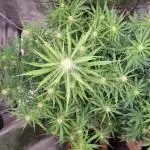 My Zoe Wurlz F1 Hybrid  Auto (Zamnesia)