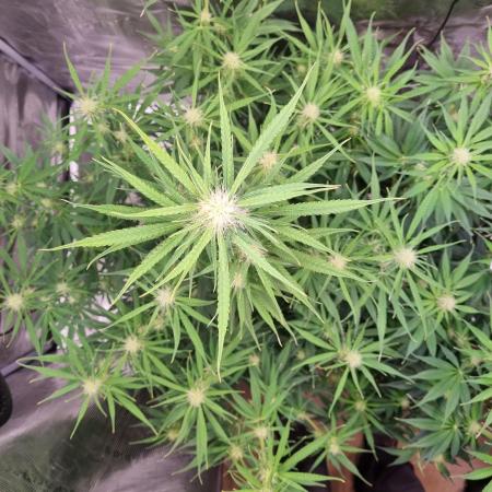 My Zoe Wurlz F1 Hybrid  Auto (Zamnesia)