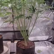 GodFeather OG F1 Auto (First) #17 #02