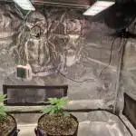 My Zoe Runtz F1 Hybrid Auto (Zamnesia)