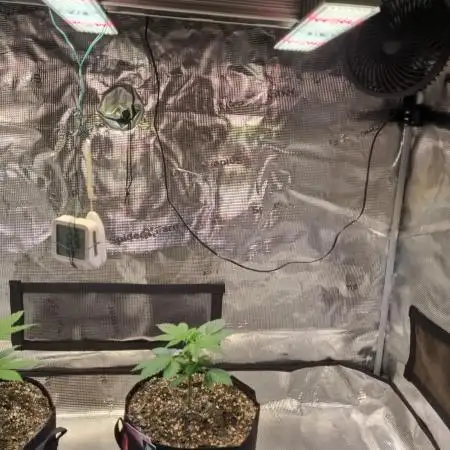 My Zoe Runtz F1 Hybrid Auto (Zamnesia)