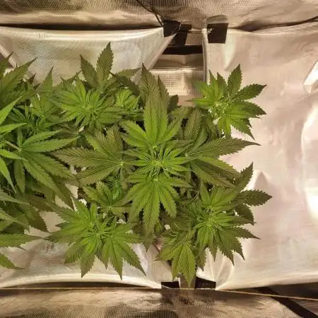 My Zoe Runtz F1 Hybrid Auto (Zamnesia)