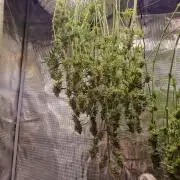 My Zoe Wurlz F1 Hybrid  Auto (Zamnesia)