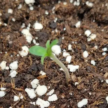 My Zoe Wurlz F1 Hybrid  Auto (Zamnesia)