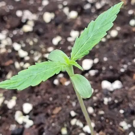 My Zoe Wurlz F1 Hybrid  Auto (Zamnesia)