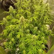 My Zoe Purple Queen Automatic (RQS)