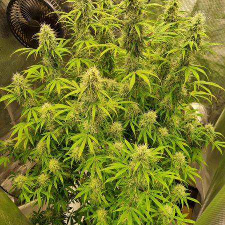 My Zoe Purple Queen Automatic (RQS)