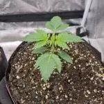 My Zoe Runtz F1 Hybrid Auto (Zamnesia)