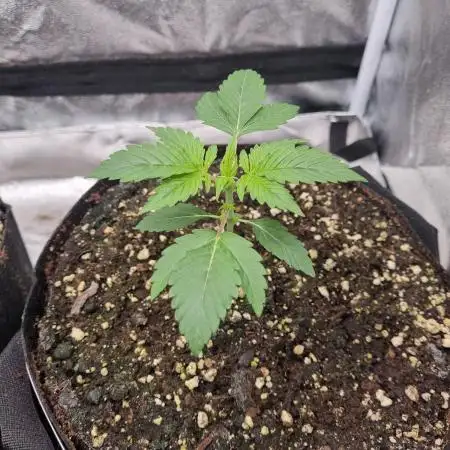 My Zoe Runtz F1 Hybrid Auto (Zamnesia)