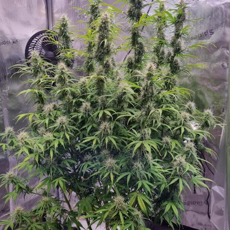 My Zoe Purple Queen Automatic (RQS)