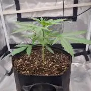 My Zoe Purple Queen Automatic (RQS)