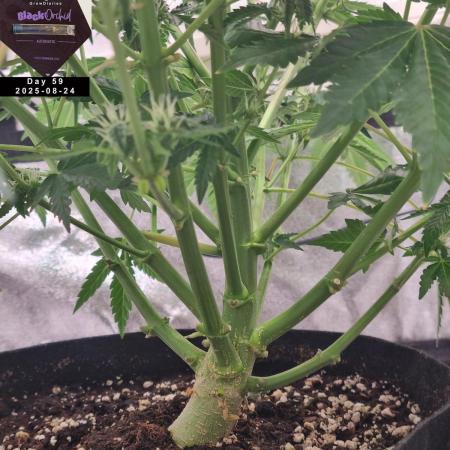 My Zoe Report - Black Orchid Auto #3