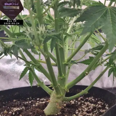 My Zoe Report - Black Orchid Auto #3
