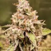 GodFeather OG F1 Auto (First) #17 #02