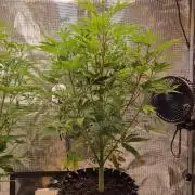 GodFeather OG F1 Auto (First) #19 #04