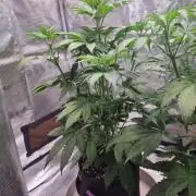 GodFeather OG F1 Auto (First) #17 #02