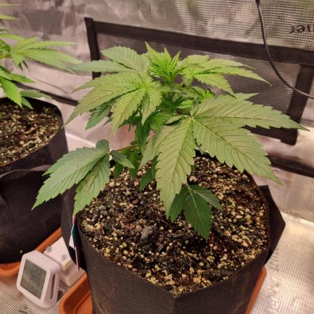 My Zoe Runtz F1 Hybrid Auto (Zamnesia)