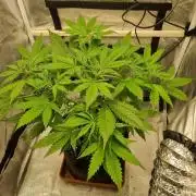 My Zoe Purple Queen Automatic (RQS)