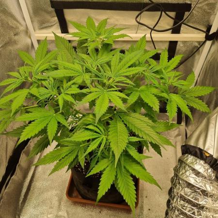 My Zoe Purple Queen Automatic (RQS)