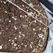 Purple Haze Auto #13 #01