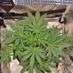 My Zoe Report - Black Orchid Auto #3
