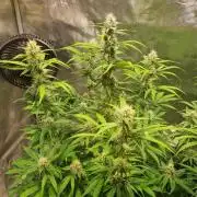 GodFeather OG F1 Auto (First) #17 #02