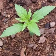 GodFeather OG F1 Auto (First) #18 #03