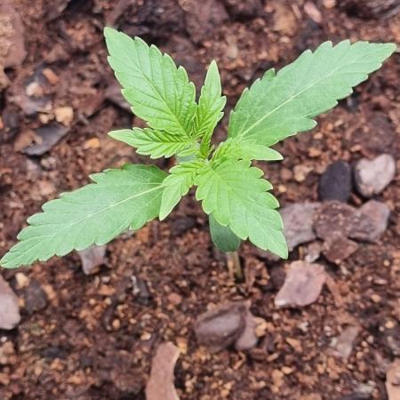 GodFeather OG F1 Auto (First) #18 #03
