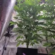 GodFeather OG F1 Auto (First) #17 #02