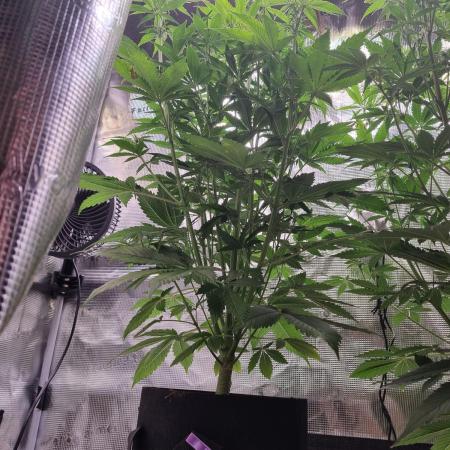 GodFeather OG F1 Auto (First) #17 #02