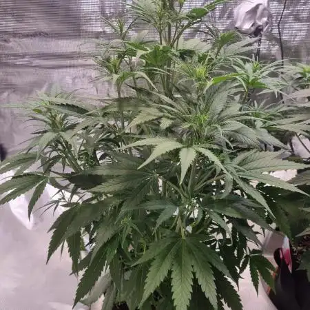 My Zoe Wurlz F1 Hybrid  Auto (Zamnesia)