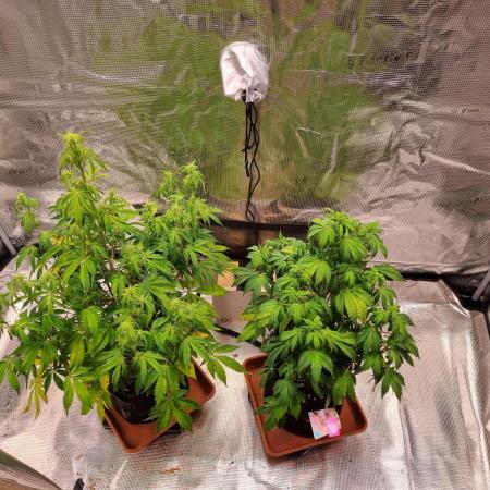 Purple Haze Auto #14 #02