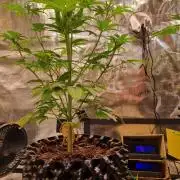 GodFeather OG F1 Auto (First) #18 #03