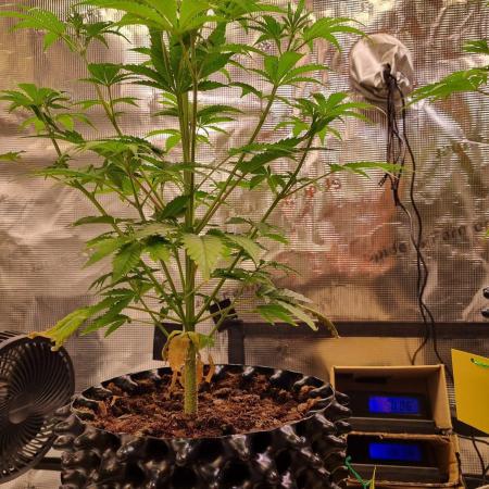 GodFeather OG F1 Auto (First) #18 #03