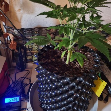 GodFeather OG F1 Auto (First) #19 #04