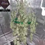 My Zoe Report - Black Orchid Auto